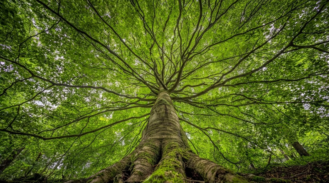 Exploring Green Delhi