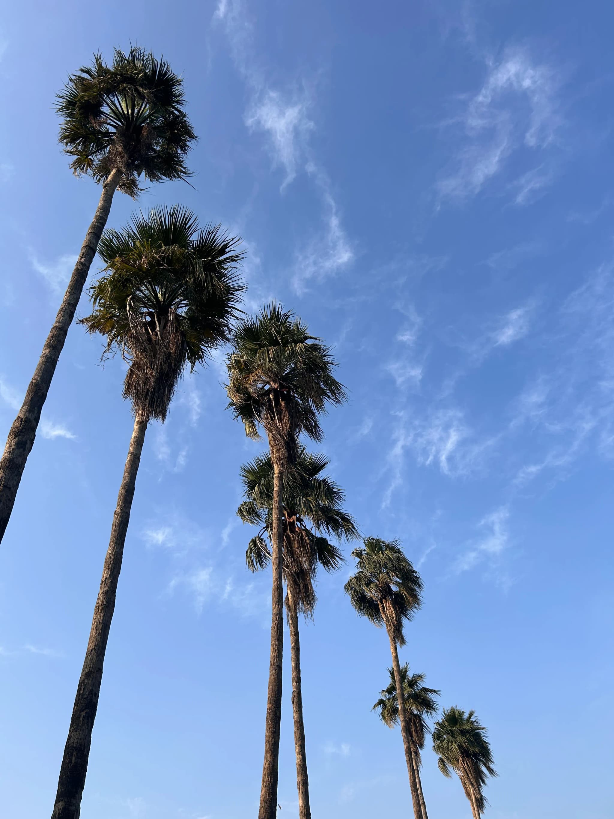 Aravalli Biodiversity Park Trees